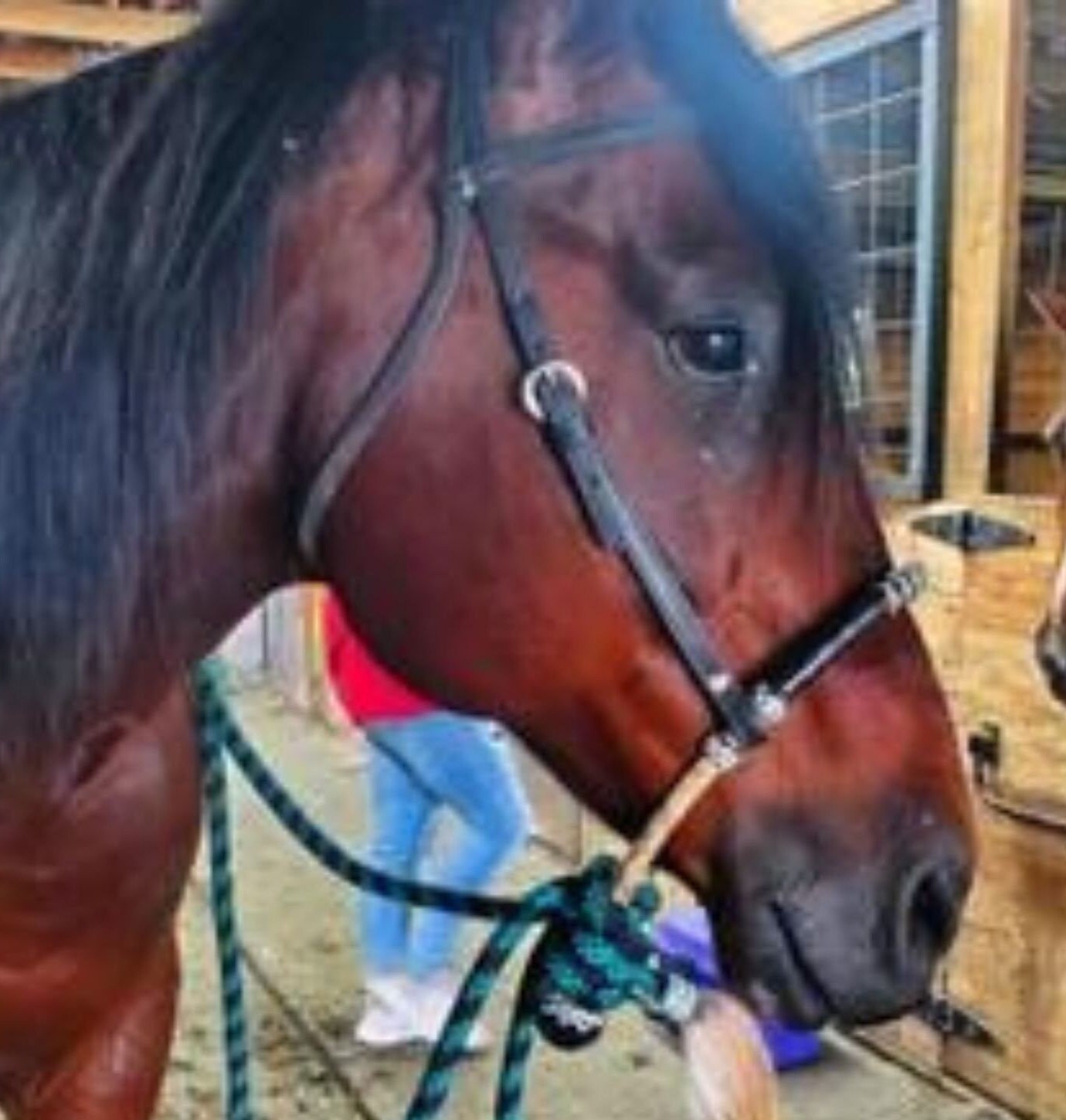 Hand-crafted Horse Bosal, Horse Bosal Natural & Black Rawhide, 24 Plaits Bosal, Western Horse Bosal.