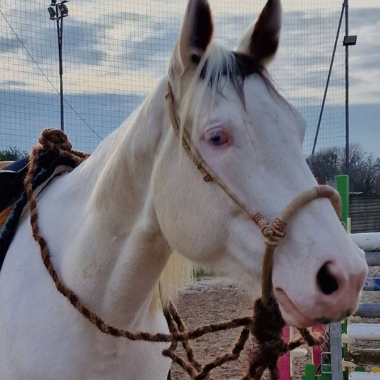 40 Plaits  Rawhide Natural & Cherry Red Bosal Set, 5/8" Western Bosal Set, Bosal Set With Horse Hair Mecate Reins, High Quality Bosal Set.