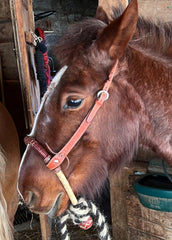Western Horse Bosal, Natural & Cherry Rawhide Hackmore, 24 Plaits Braided Bosal, Bitless Western bosal.