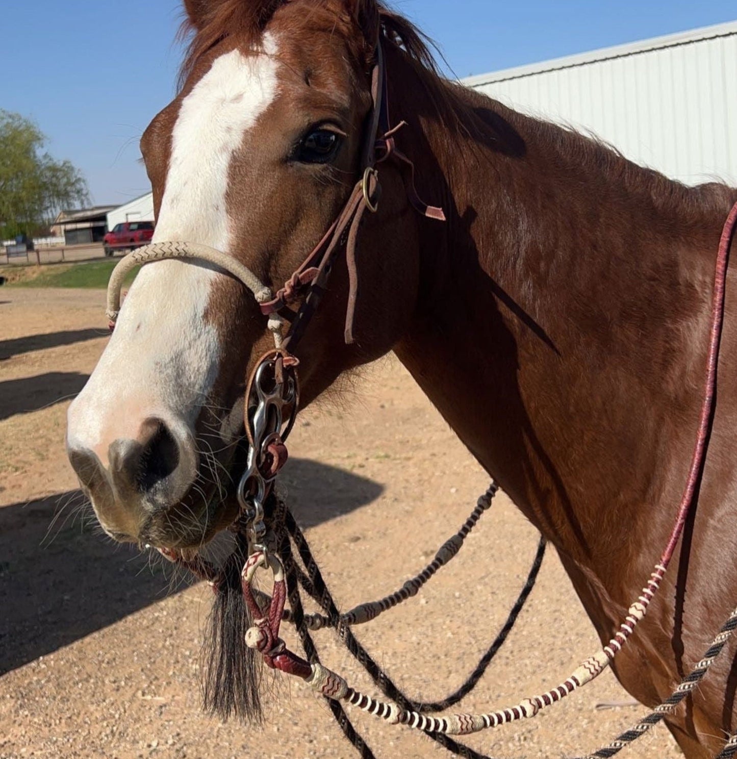 20 Plaits Romal Reins California Style, Romal Reins Chestnut Cherry Rawhide, 55" With Reins Connectors, Specially Hand-Crafted Braided Reins